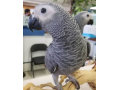 dna-tested-african-grey-parrots-small-0