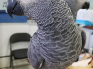 dna-tested-african-grey-parrots