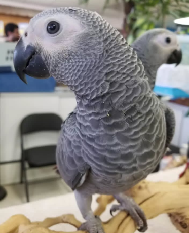 dna-tested-african-grey-parrots-big-0
